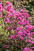 Rhododendron 'Hardijzer´s Beauty'