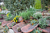 Bidens, Rosmarinus officinalis, Thymus vulgaris, Hebe