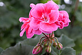 Pelargonium zonale