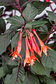 Fuchsia 'Coral