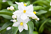 Solanum jasminoides