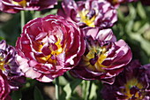 Tulipa Double Late