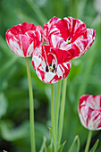 Tulipa 'Mabel'
