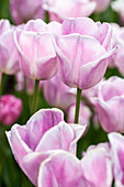 Tulipa, pink