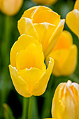 Tulipa, yellow