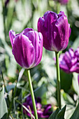 Tulipa, purple