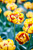 Tulipa 'Golden Nice