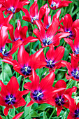 Tulipa Red Shine