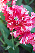 Tulipa 'Estella Rijnveld'