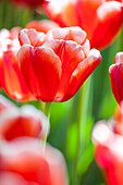 Tulipa Jan Smit
