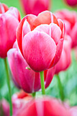 Tulipa