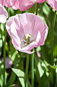 Tulipa 'Pink Diamond'