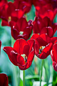 Tulipa, red