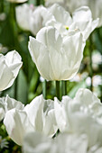 Tulipa, white