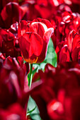 Tulipa, red