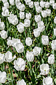 Tulipa, white