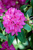 Rhododendron, pink