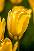 Tulipa, yellow