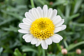 Argyranthemum frutescens, white