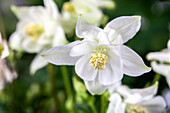 Aquilegia caerulea, white