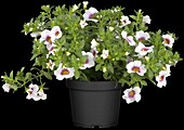 Calibrachoa, white