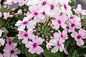 Verbena, pink-white