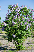 Syringa vulgaris