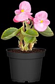 Begonia semperflorens, pink