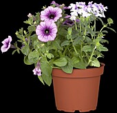 Verbena hybrid, Petunia grandiflora