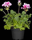 Pelargonium zonale