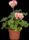 Pelargonium zonale