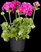 Pelargonium zonale