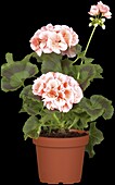 Pelargonium zonale