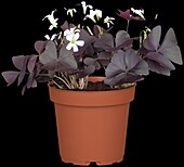 Oxalis triangularis