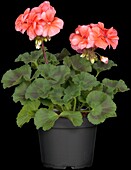 Pelargonium zonale