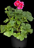 Pelargonium zonale