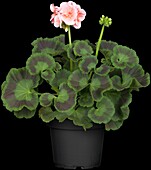 Pelargonium zonale