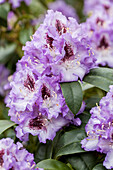 Rhododendron 'Arthur Bedford'