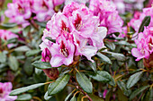 Rhododendron Diadem