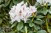 Rhododendron 'Snow Eye