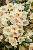 Rhododendron yakushimanum 'Flava'