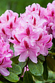 Rhododendron 'Furnivall´s Daughter'