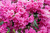 Rhododendron 'Florence Sarah Smith'
