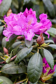 Rhododendron 'Alfred