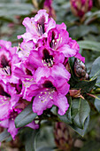 Rhododendron 'Libretto'