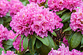 Rhododendron Florence Sarah Smith