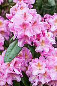 Rhododendron carolinianum 'Olga'