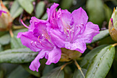 Rhododendron 'Catawbiense Boursault'