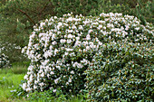 Rhododendron 'Snow Eye