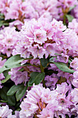Rhododendron yakushimanum 'Frühlingsanfang' (Beginning of Spring)